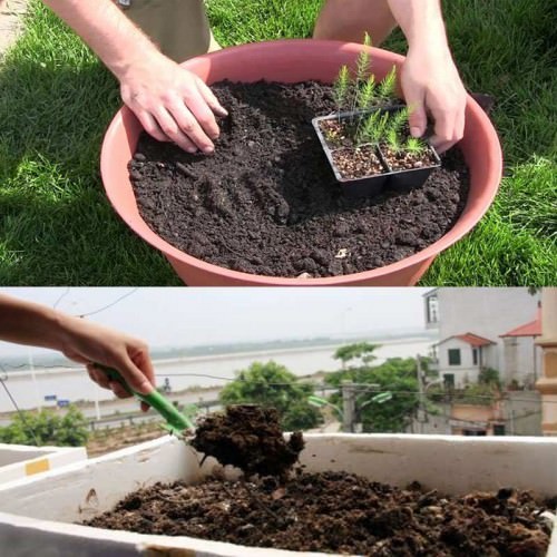 Chậu trồng măng tây tại nhà theo hướng dẫn cách trồng rau