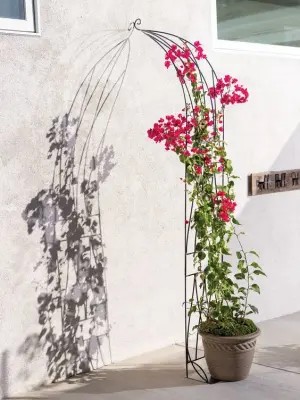 Chậu hoa màu hồng leo trên giàn hoa bằng kim loại với bóng trên tường.