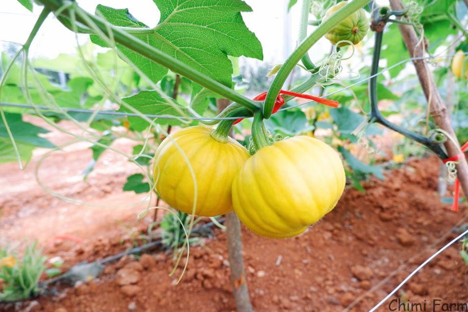 Những trái bí ngô tí hon non màu vàng nhạt trên cây