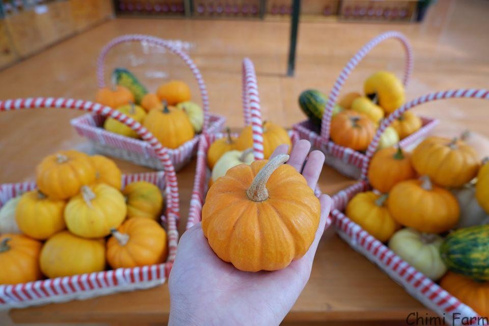 Bí ngô tí hon dùng để trang trí Halloween