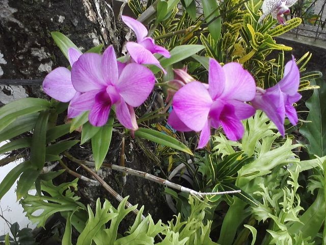 Lan Cattleya rừng với màu sắc đa dạng dùng để trang trí