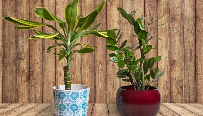 Cách chọn chậu phù hợp để trồng cây thiết mộc lan
