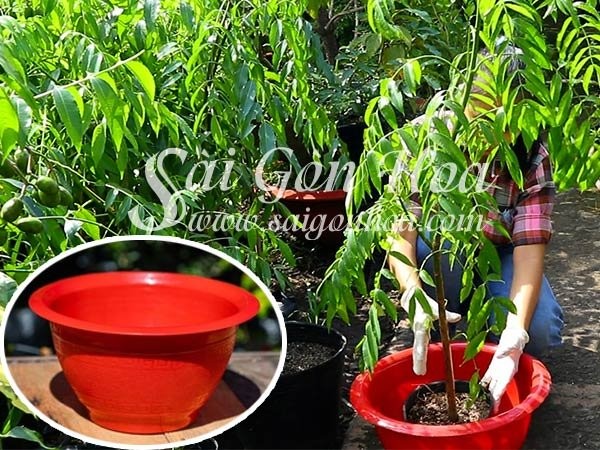 Chọn chậu trồng cóc phù hợp kích thước