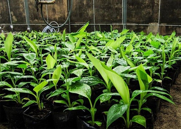 Cách chọn giống cây chuối cảnh mini khỏe mạnh