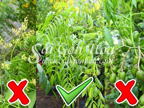 Chọn giống cây cóc khỏe mạnh để trồng trong chậu