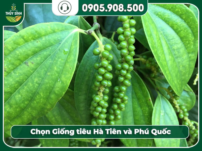 Chọn giống và hom tiêu Phú Quốc chất lượng
