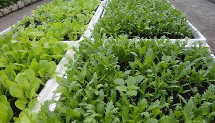 Chọn hạt giống cải cúc chất lượng cao để trồng trong thùng xốp