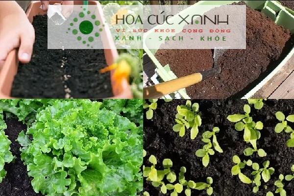 Chuẩn bị đất và thùng xốp để trồng xà lách mùa hè