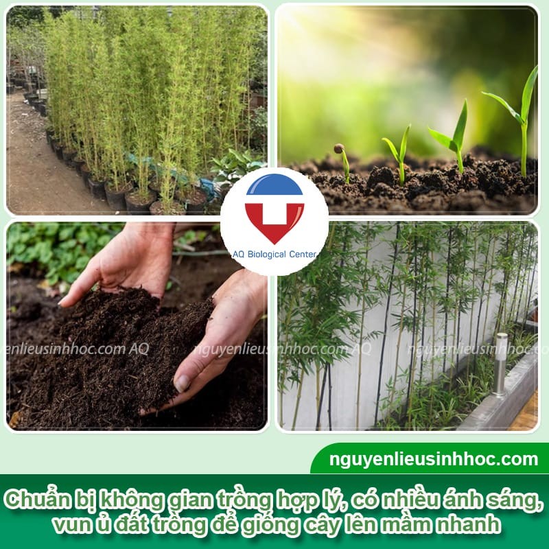 Chuẩn bị giống cây trúc xanh và đất tơi xốp trước khi trồng