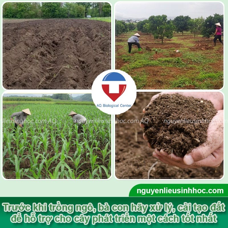 Chuẩn bị đất trồng bắp mỹ