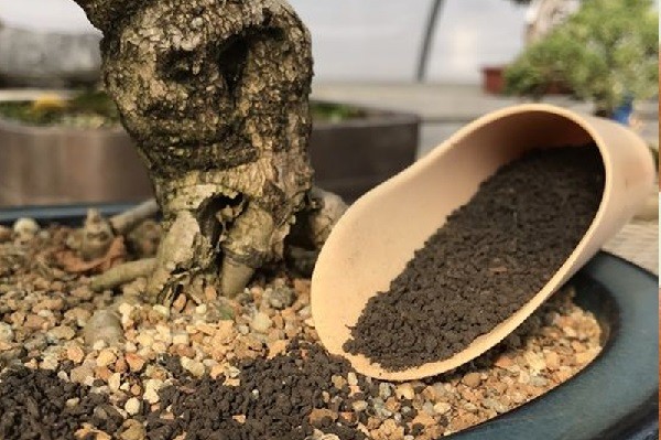 Chuẩn bị nguyên liệu và pha trộn đất trồng cây bonsai