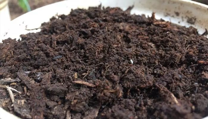 Chuẩn bị đất tơi xốp để trồng lá dứa