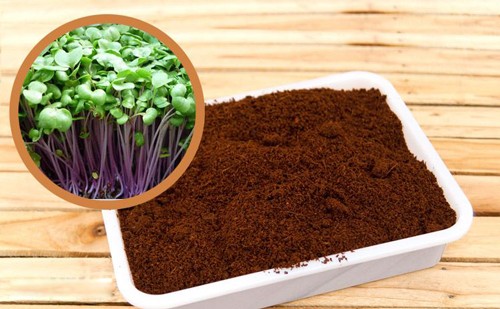 Chuẩn bị đất nền trồng rau thùng xốp tại nhà