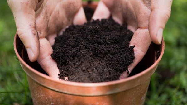 Chuẩn bị đất tơi xốp và chậu có lỗ thoát nước để trồng rau càng cua