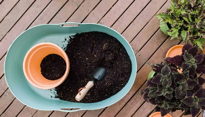 Chuẩn bị dụng cụ cần thiết để trồng tía tô
