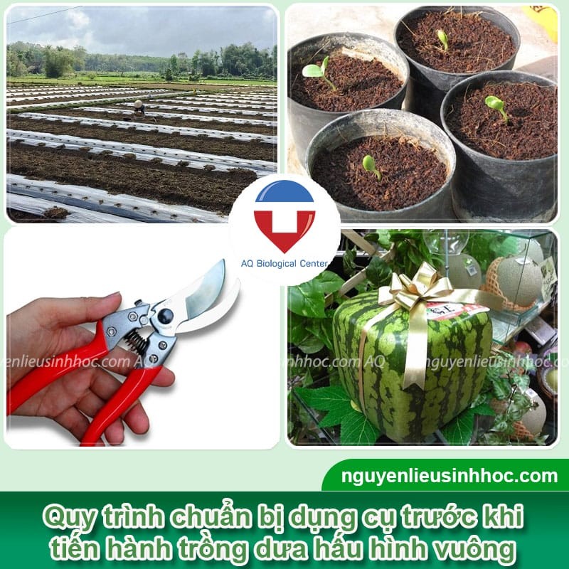 Vật dụng cần thiết để chuẩn bị cho cách trồng dưa hấu vuông
