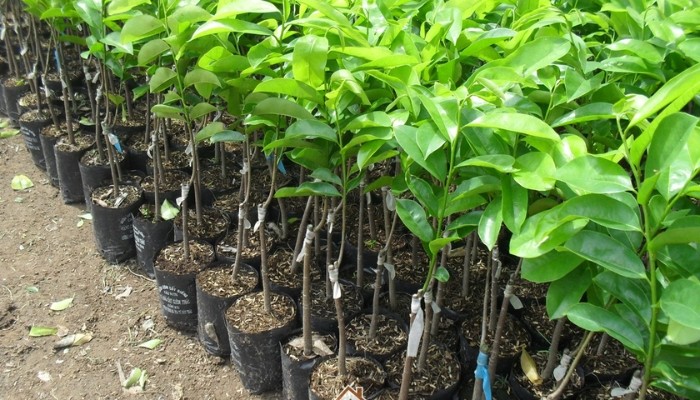 Cây mãng cầu xiêm con trong bầu ươm, giai đoạn chuẩn bị giống