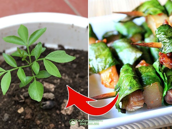 Chuẩn bị dụng cụ và đất trồng cây mắc mật