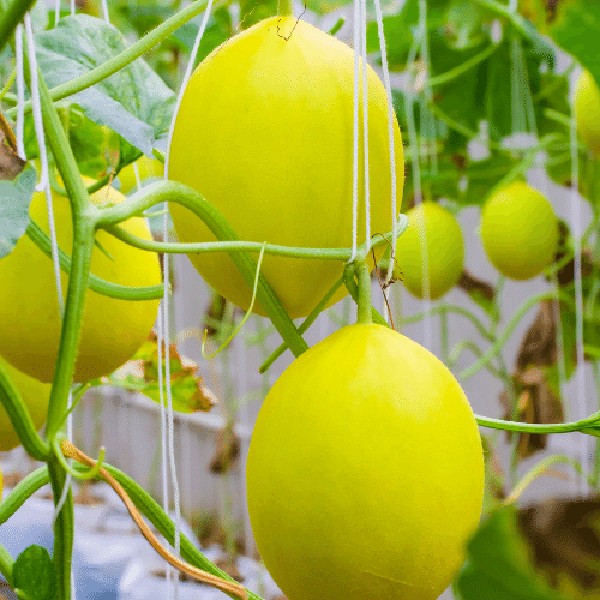 Chuẩn bị vật tư cần thiết để trồng dưa lê