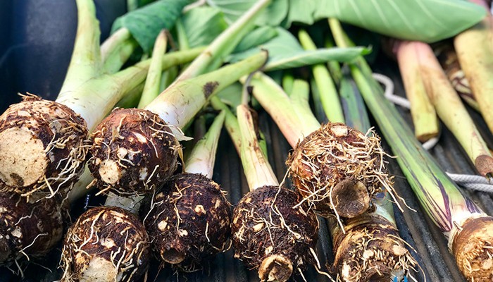 Chuẩn bị đất và giống trước khi trồng khoai sọ