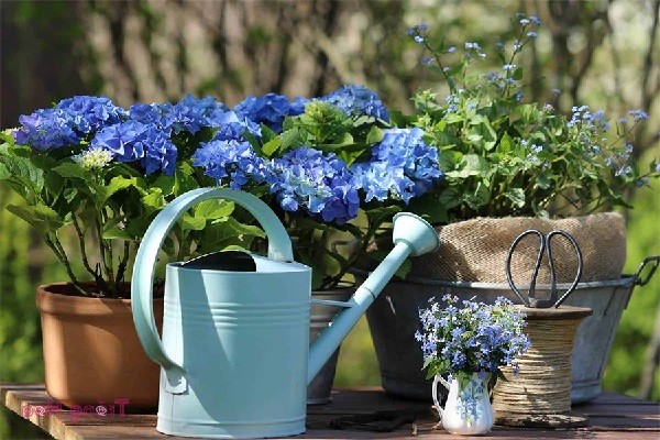 Chuẩn bị đất và chậu trồng hoa cẩm tú cầu trong nhà