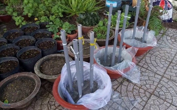 Chuẩn bị chậu và giá thể cho việc trồng lan Mokara