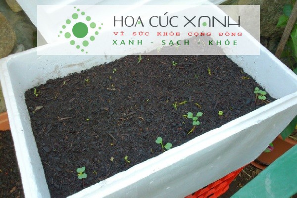 Chuẩn bị vật tư để trồng rau húng trong thùng xốp