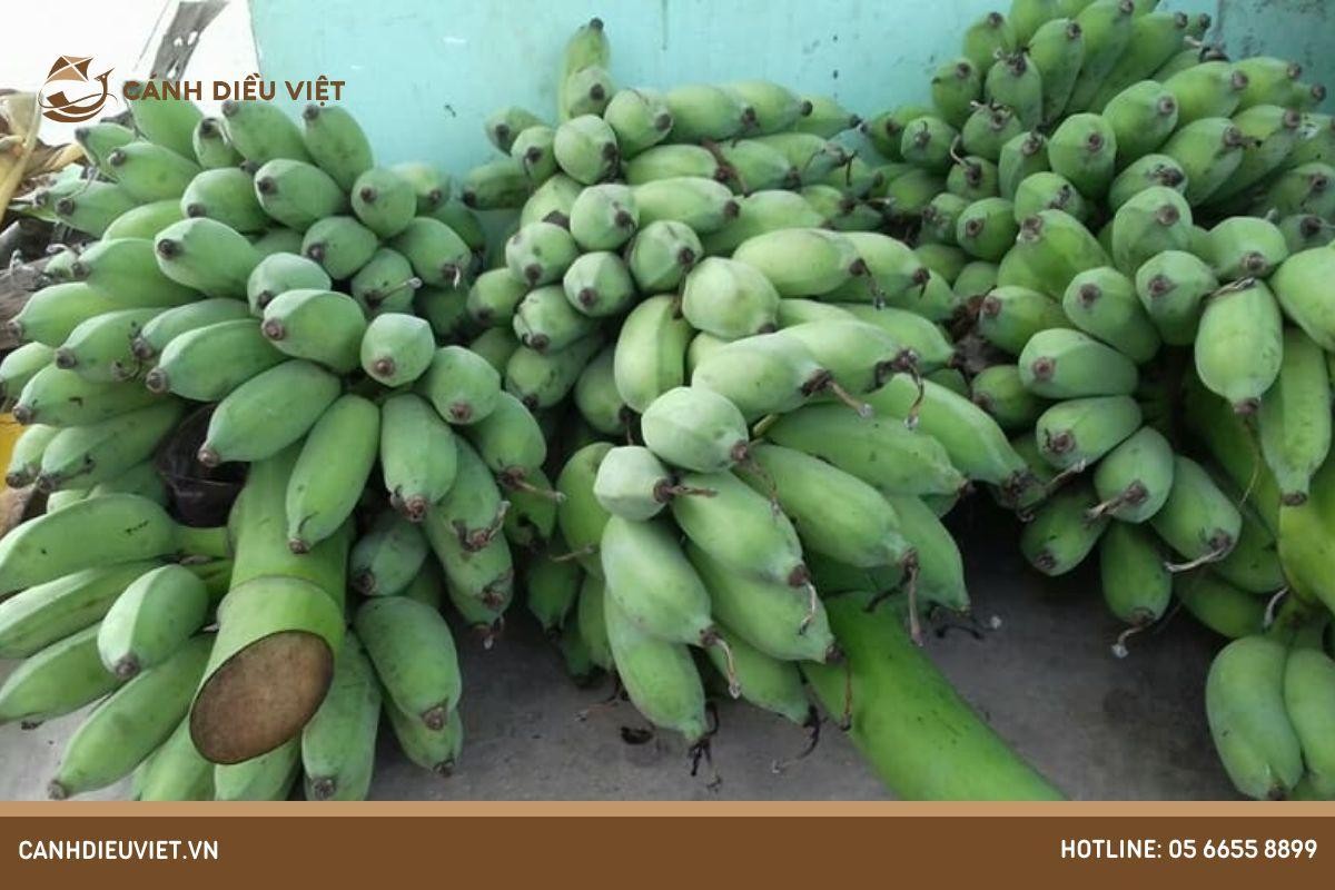 Buồng chuối mốc chín vàng trên cây
