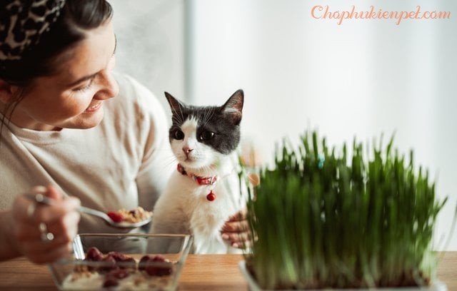 Hướng dẫn gieo hạt cỏ bạc hà vào chậu