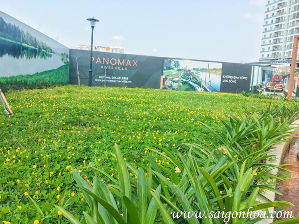 cỏ đậu cho sân vườn