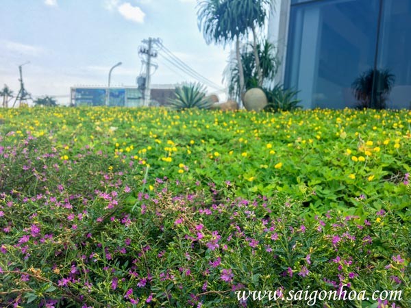 cỏ đậu sân vườn
