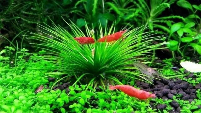 Cỏ dùi trống phát triển tốt