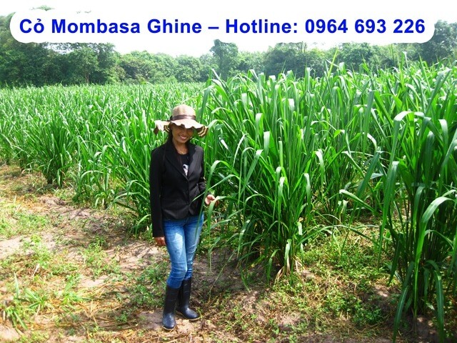 Giống cỏ sả lá lớn Mombasa Ghine tươi tốt cho chăn nuôi