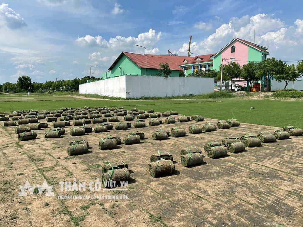 Cỏ Paspalum tại vườn ươm sẵn sàng chuyển đến khách hàng
