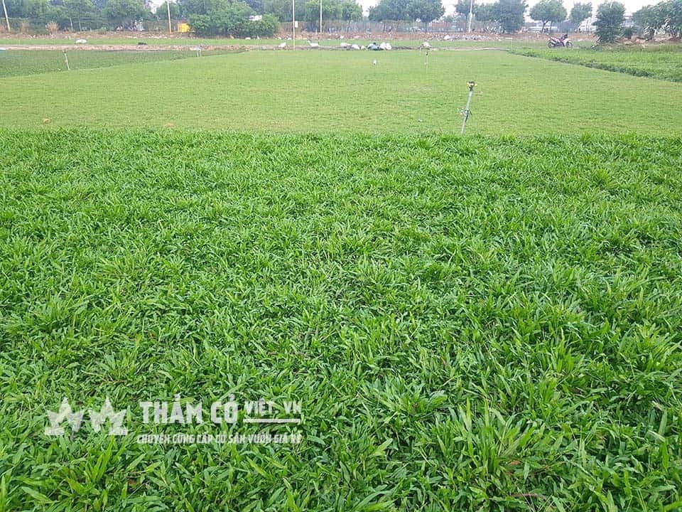 Thảm cỏ lá tre xanh mướt tại vườn ươm