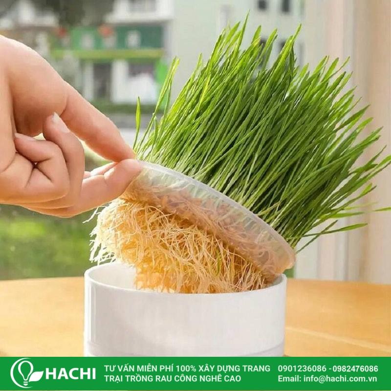 Thu hoạch cỏ lúa mì thủy canh bằng kéo cắt sát gốc