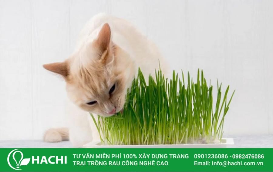 Hình ảnh chậu cỏ lúa mì thủy canh xanh tốt sẵn sàng cho mèo