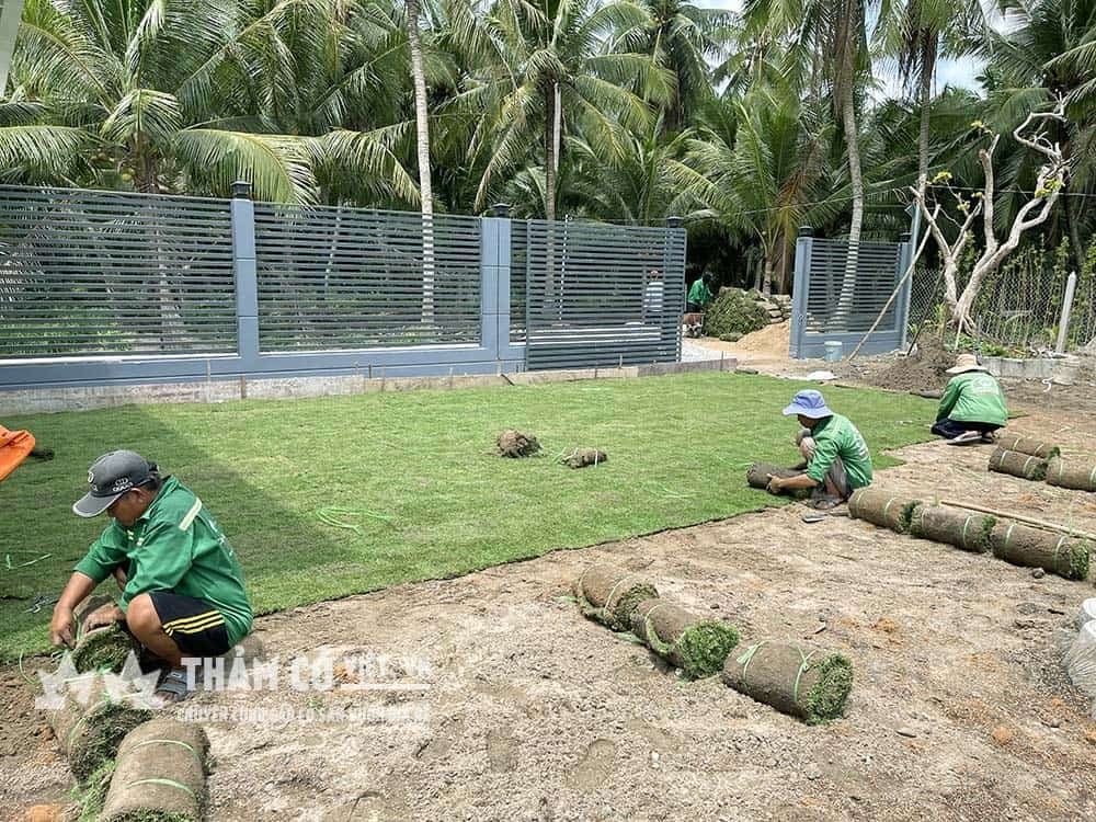 Hướng dẫn hoặc thi công trồng cỏ Paspalum chuyên nghiệp