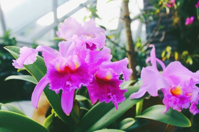 Lan Cattleya rừng với vẻ đẹp quý phái
