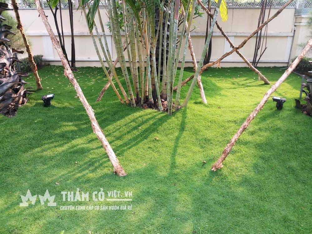 Trải thảm cỏ Paspalum đã ương sẵn lên mặt bằng