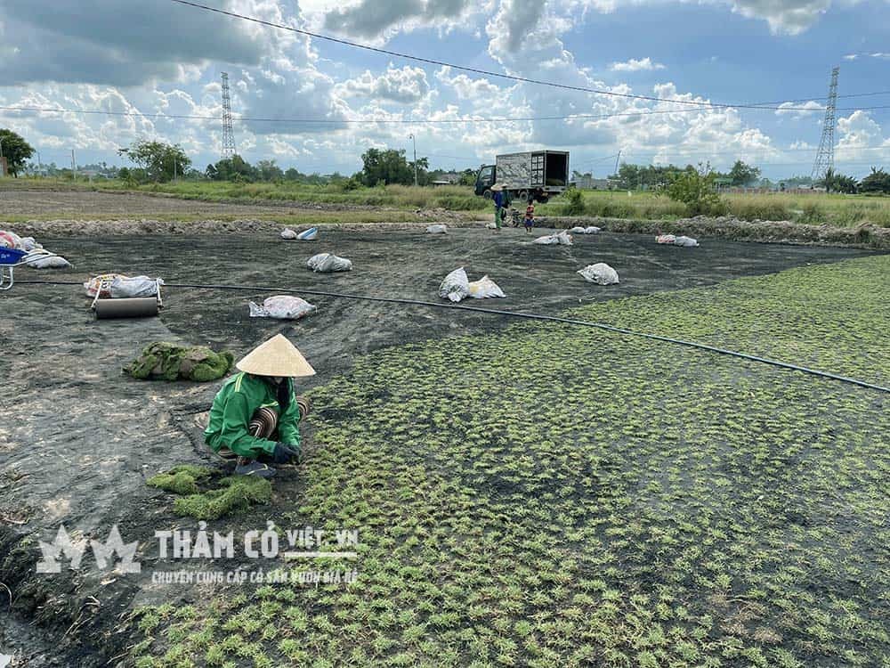 Công đoạn nhân giống cỏ Paspalum tại vườn ươm