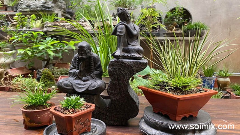 Chọn nhánh khỏe mạnh để trồng thạch xương bồ