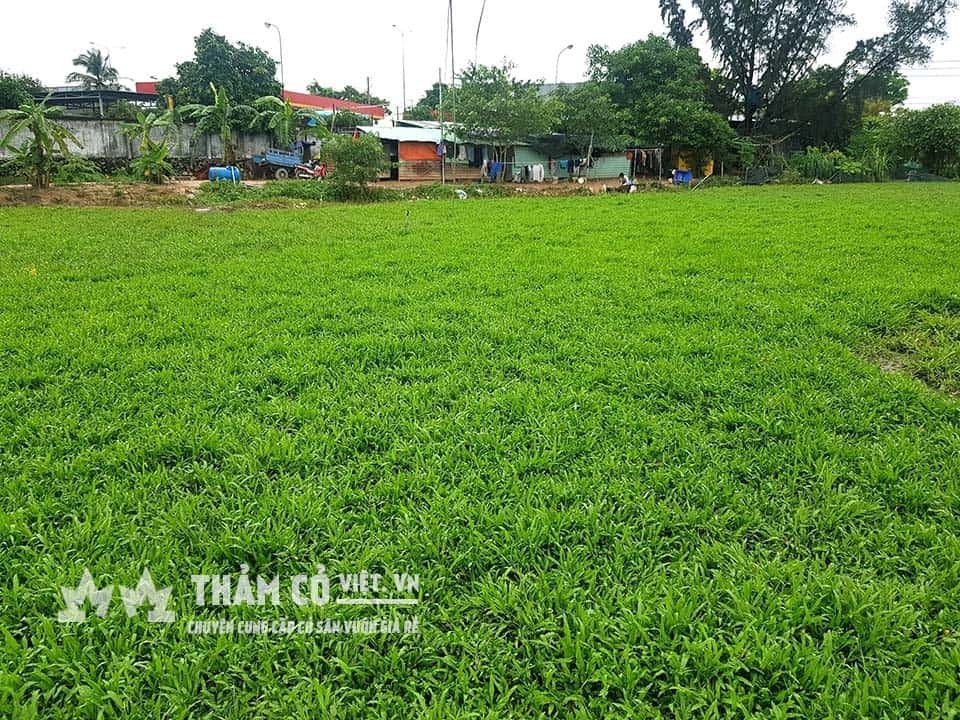 Cuộn thảm cỏ lá tre giống sẵn sàng để trồng