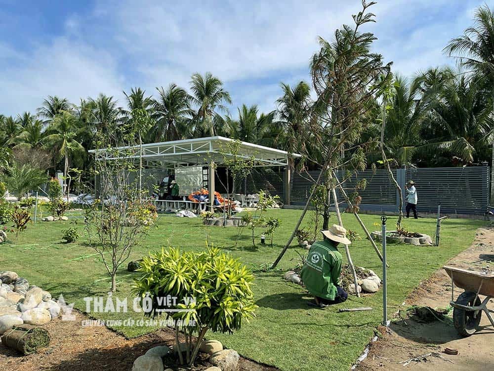 Dịch vụ thi công trồng cỏ Paspalum tại sân vườn
