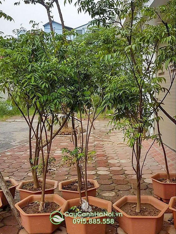 Công dụng của cây mắc mật trong đời sống
