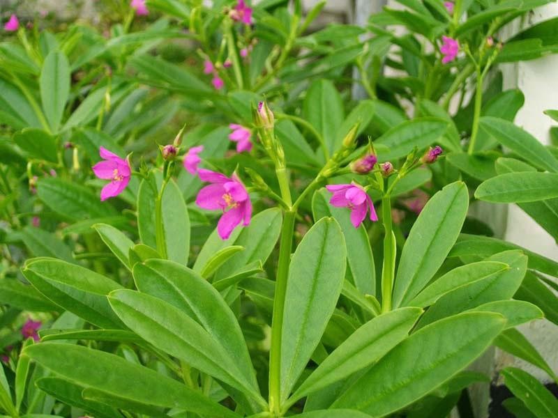 Cây sâm đất mọc thân thảo với hoa hồng