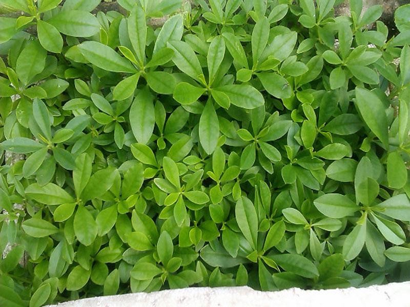 Cây sâm đất nảy mầm từ hạt giống