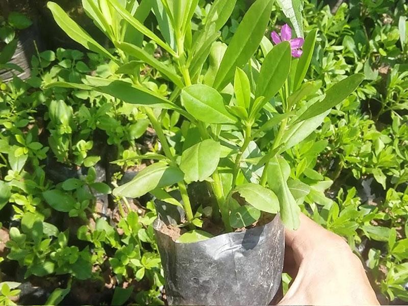 Giâm cành sâm đất để nhân giống