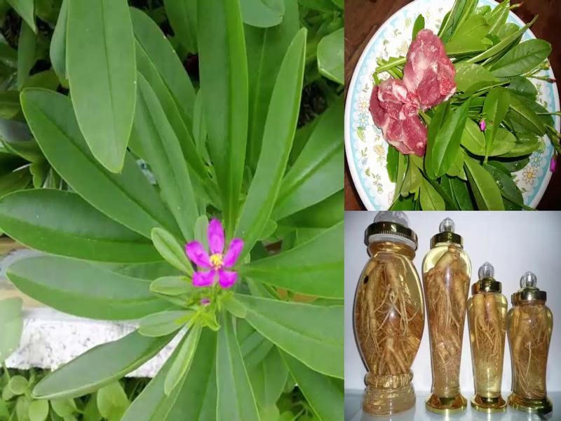 Lá cây sâm đất tươi có thể dùng chế biến món ăn