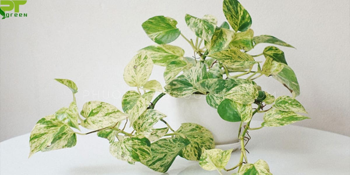 Trầu bà sữa đặt trên bàn làm việc, minh họa công dụng lọc không khí
